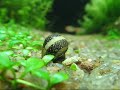 video da neritina dona do nano plantado -Lost pAtH. 