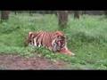 Take Close-Up photos of Tigers & Lions
