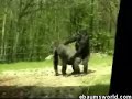2 Gorillas Having Fun 2 Gorillas Having Fun