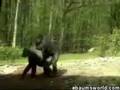 2-Gorillas-Having-Fu