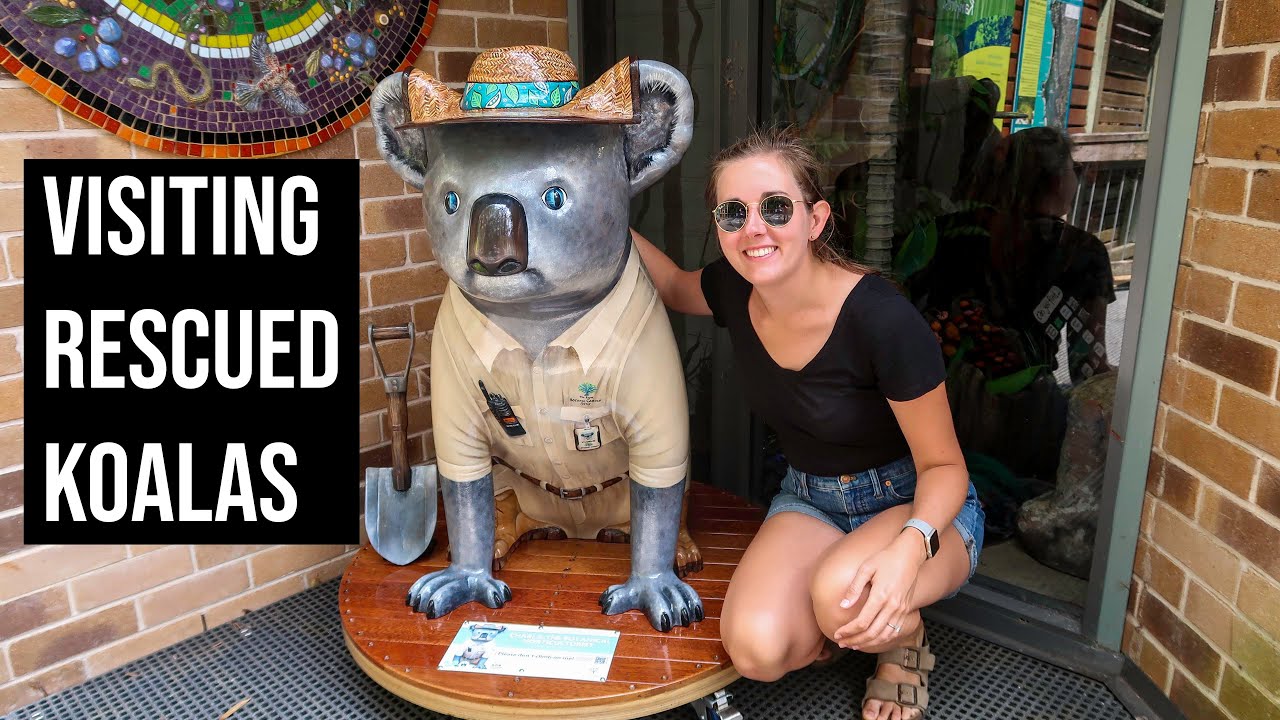 Koalas Rescued from the Bushfires | Our Day in Port Macquarie, Australia