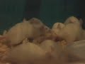 Sauvetage de rats et souris, au labo de Rennes