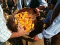 Lumiares Desfolhada a Antiga Portuguesa