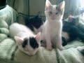 子猫 x 3 (2009 年 11 月)