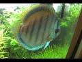 Planted Discus Aquarium
