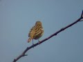 Tree Pipit, Westerheide
