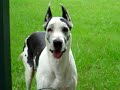 great-dane-and-yellow-lab-tug-on-rope.html