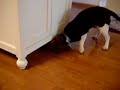 Yuuki 13 inch Beagle