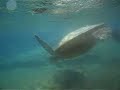 Turtle - Big Island