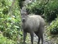 Japanese Serow Mountain Goat Walking Through Village Trails Japanese Serow Mountain Goat Walking Through Village Trails