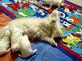 Maltese Puppies at 4 weeks