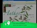 Programa Anthos