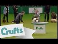 Crufts 2009 Toy Group Winner