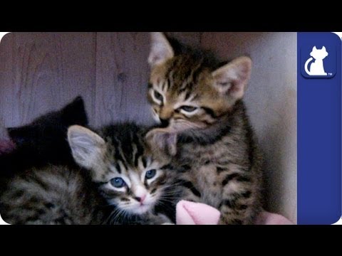 how to train kittens to sleep at night