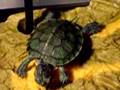 My cute slider turtles