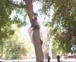 Man Climbing Tree