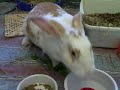 Plenty O' Bunny