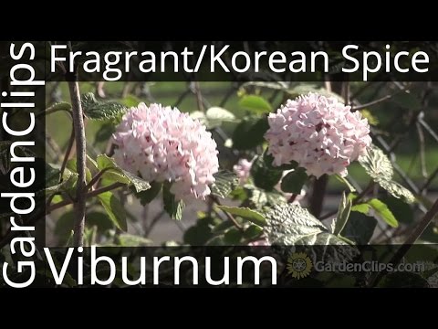 how to fertilize viburnum