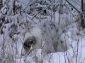 Mios första snö