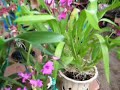 Tropical Orchids Tropical Orchids