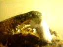 TEGU.BUDDA.KILLA.MICE(X1DK1X)