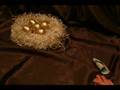 «GoldenEggs»