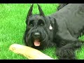 Schnauzer