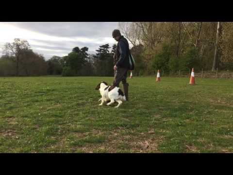  - Fallowfen Training Kennels