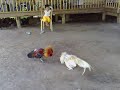 white bulik (rigo gere bulik)