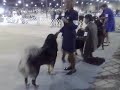 Tibetan Mastiffs @ Baltimore -- Best of Breed