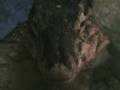 Monitor Lizard