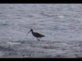 Zarapito Moteado - Limosa fedoa - Marbled godwit