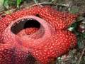 Une fleur d'exception !!!!!!!!!!!