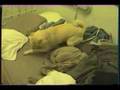Kinako the Shiba Inu goes nuts