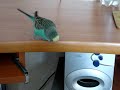 Говорящий попугай играет в футбол