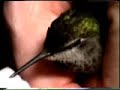 baby hummer feeding