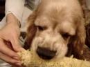 Jeffrey loves corn