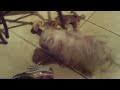 WEBKINZ NEWS THE MOVIE FOOFOO\ WEBKINZ NEWS THE MOVIE FOOFOO\