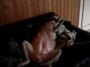 Meander Cherry 8 wks pregnant Meander Cherry 8 wks pregnant