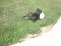 videos de the life of bear