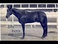 The Parson and Dan Patch