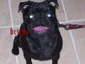 Pug Party