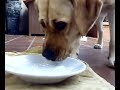 il mio labrador che beve il mio labrador che beve
