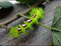 Taturanas