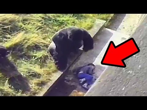 Animals Saving People – Current of Kindness Animals Saving People – Current of Kindness