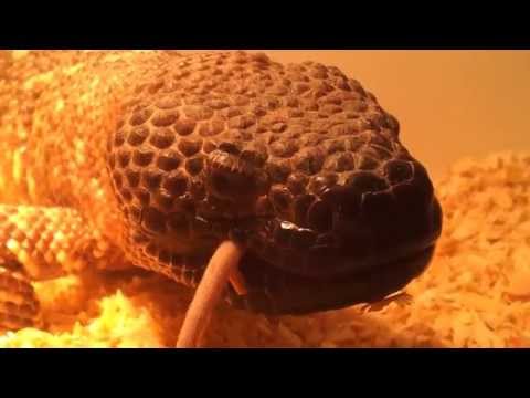 YouTube reptile video