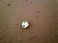 Hartley Pellipar Crosby Beach