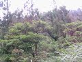 奇特的鳥叫聲