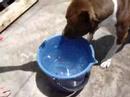 ORKAN (APBT) buceando [01]