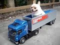 My Dog in the Scania R470 tractor truck
